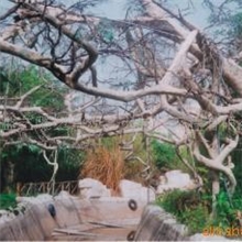 供应仿大榕树工程