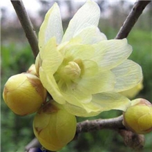 批发苗木腊梅工程绿化