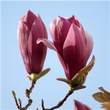 出售优质绿化苗木紫玉兰