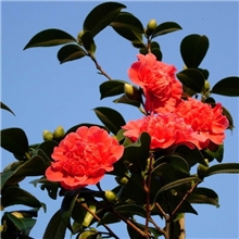 出售优质苗木山茶