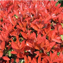 供应红叶石楠树苗工程苗木