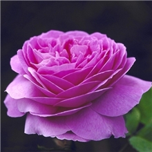 供应玫瑰花绿化苗木规格齐全