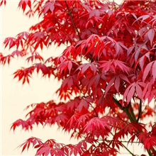 供应红枫规格齐全