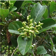 绿化苗木行道树法国冬青