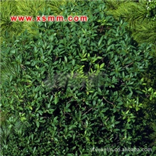 银边黄杨、地龙柏、侧柏等萧山苗木新街盈中园林苗圃优惠供应