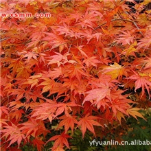 红叶女贞、金森女贞、日本女贞等萧山苗木新街盈中园林苗圃优惠