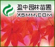 萧山苗木灌木杭州萧山新街镇盈中园林苗圃大量供应