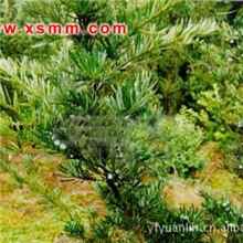 花柏、结香、迎春、红叶石楠等萧山苗木新街盈中园林苗圃优惠