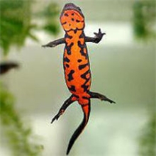 蝾螈最好养的宠物蝾螈