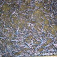 优质匙吻鲟水花\鱼苗预订