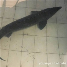 供应优质黑龙江鳇鱼水花，规格苗