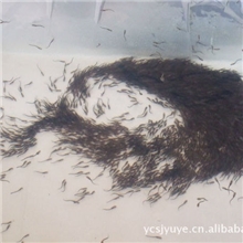 供应淡水养殖史氏鲟鱼苗水花