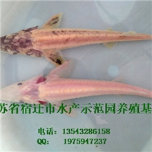 镇店之宝：极其罕见的一对极品高档观赏鲟鱼---------鲟龙与鲟后