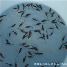 大型厂家直销：大量批发鲟鱼苗-------西杂10cm