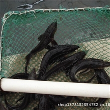 大型厂家直销：大量批发鲟鱼苗-------大杂5cm