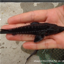 大型厂家直销：大量批发鲟鱼苗-------大杂20cm