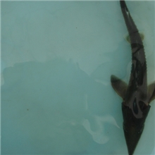 大型厂家直销：大量批发鲟鱼苗-------西杂12cm