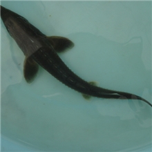 大型厂家直销：大量批发鲟鱼苗-------西杂20cm