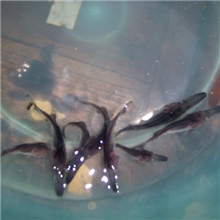 长期出售--鸭嘴鱼