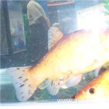 丁桂鱼.特种水产饲料在同饲料行业中质量笫－