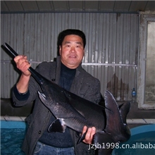 湖北省荆州市沙市区江河新村水产养殖专业合作社,鸭嘴鲟种鱼,鱼苗