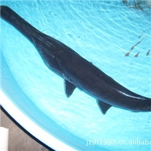 鸭嘴鲟鱼成鱼及鱼苗长期出售