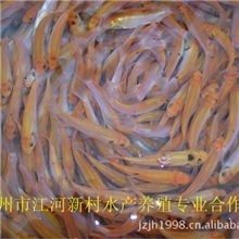 丁桂鱼苗长期超低价出售...