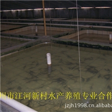 荆州市江河新村水产养殖专业合作鲟鱼繁殖基