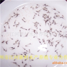 长年出售黄颡鱼苗