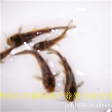 荆州市江河新村水产专业合作社-----长期出售黄颡鱼苗