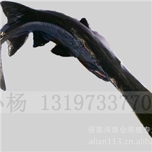 供应各种规格鸭嘴鱼（可垂钓、观赏用）