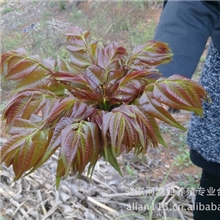 供应香椿芽（红）