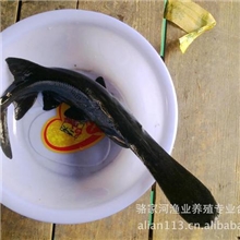 供应鸭嘴鱼亲本匙吻鱘亲本