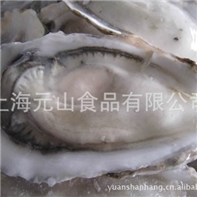 大批供应特色冻品海鲜鱼虾蟹贝类&mdash;生蚝（外销日本）烧烤、铁板用