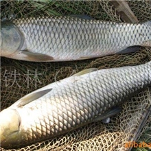 批发供应草鱼，胖头鱼，小花鲢鱼，罗非鱼