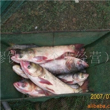 供应大白鲢，草鱼，青鱼，垂钓鲫鱼