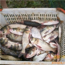 供应花鲢，胖头鱼，武昌鱼，草鱼