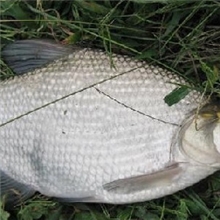 纯绿色食品，南洞庭湖鳊鱼