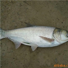 批发供应小白鲢，大胖头鱼，鲫鱼，鲤鱼