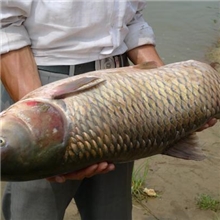 无污染，纯天然，绿色食品，草鱼