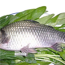 纯天然，无污染，绿色食品正宗土鲫鱼