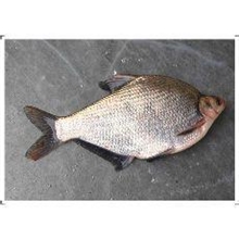 武昌鱼，鳊鱼批发，量大价优