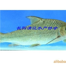 批量销售有机清江鱼白甲