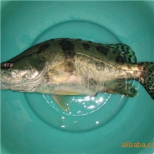 批量销售活鱼无公害清江鱼鳜鱼