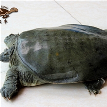 供应外塘六年生中华鳖/吉农丰中华鳖/正宗有机甲鱼/有机认证