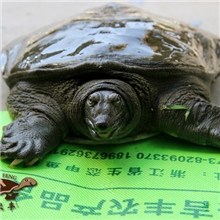 3年龄吉农丰精品有机野生中华鳖/甲鱼/水鱼/王八/老鳖/3只以上包