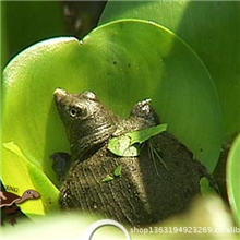 正宗中华鳖苗/吉农丰中华鳖苗/小甲鱼/小王八/10克至100克