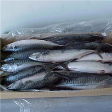 营养美味多春鱼