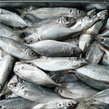 香甜可口竹荚鱼