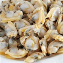 新鲜美味蛤蜊肉